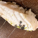 Kanazawa Bebida