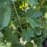 Quinta Do Tedo Bebida