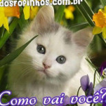 Frango Vaidoso Boisson