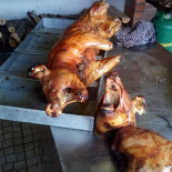 O Camelo Comida