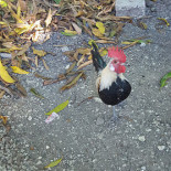 Feira Velha Bebida