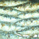Barco Velho Bebida