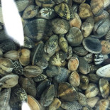 R. Sousa Mariscos Bebida