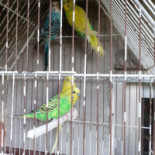 Altinho Boisson