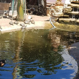 Scooby's Pool Exterior