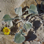 Herdade Solteiras Bebida