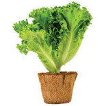 Maxima Bebida