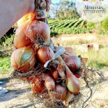 Almassas Bebida
