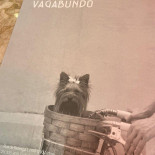 Dama E Vagabundo Boisson