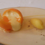 Belcanto Nourriture