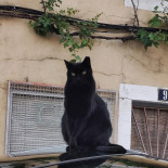 Ruvida Bebida