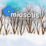 Miosotis Extérieur