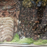 Cabrinha A Comida