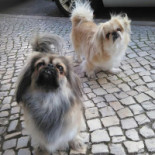 O Petisqueiro Bebida