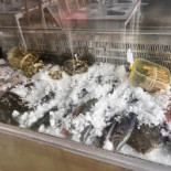 Peixe Da Vila Bebida