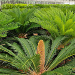 Flor Do Sol Boisson