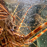 Marisqueira Modesto Bebida