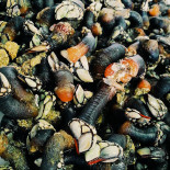 Vagomar Bebida