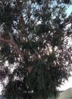 Eucalyptus Pastelaria outside