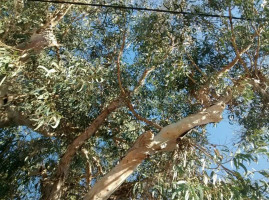 Eucalyptus Pastelaria outside