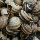 Caracol Real Bebida