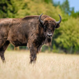 Zoopark Chomutov Bebida