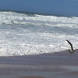 Grao D'areia Boisson