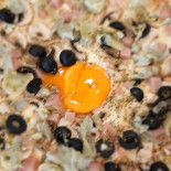 Pizzaria Pepperoni Nourriture