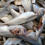 Peixe Carte