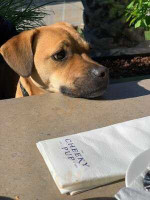The Cheeky Pup menu