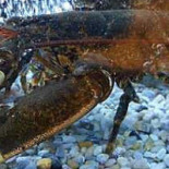 Mar Mariscaria Peixaria Nourriture