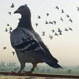Al Baghl Bebida