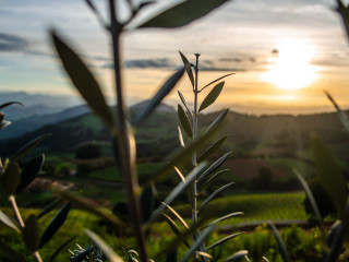 Uaine.vinhos