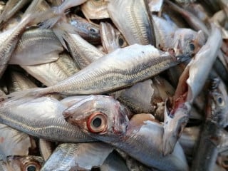 Peixe Ao Largo