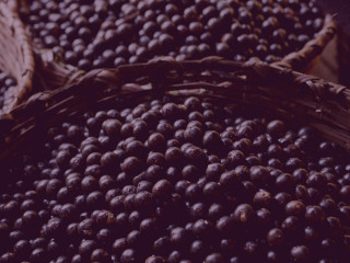 Gastronomia Gatto Nero